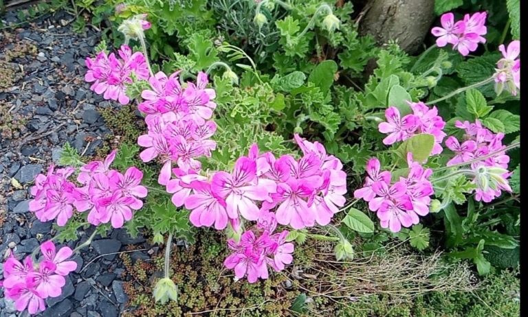 Géranium rosat (Pelargonium graveolens)